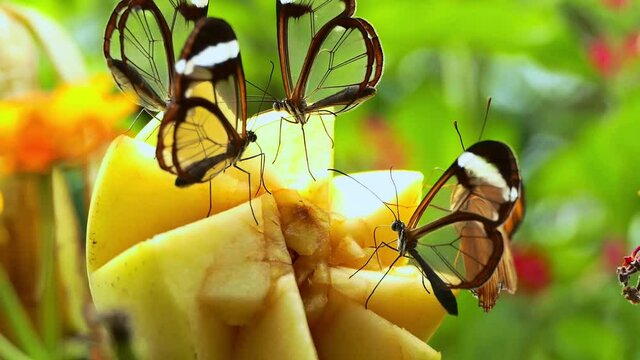 macro de mariposas negras y transparentes aliment&aacute;ndose de fruta manzana con fondo desenfocado