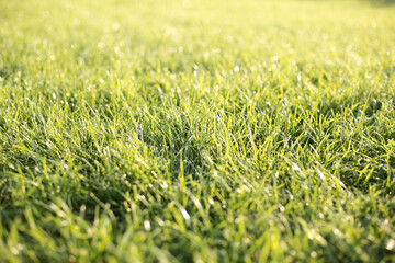 Green grass background in sunny summer day