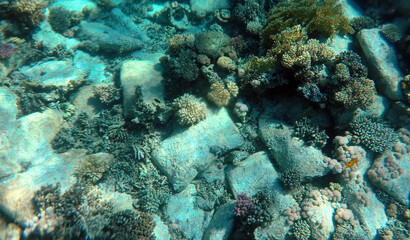 Fototapeta na wymiar Limestone building blocks at the bottom of the Red Sea. Sharm El Sheikh, Egypt