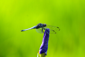 花菖蒲に止まるシオカラトンボ