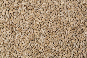 Sunflower seeds in studio