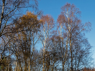 Stark silver birch trees with the last few winter leaves in sunlight at Skipwith Common National Nature Reserve, North Yorkshire, England