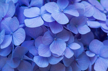 Blue Hydrangea background. Hortensia flowers surface.