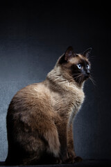 Siamese cat sits on a gray-black background. A beautiful animal. The cat is on the side.