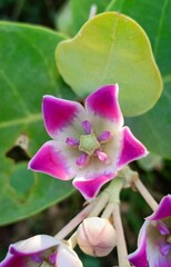 Obraz premium pink lotus flower