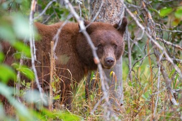 Cinnamon Black Bear in Grand Teton National Park, Wyoming