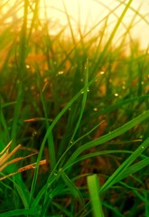 grass with dew drops