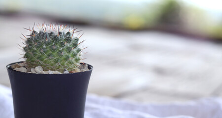 Close-up of a cactus in a black pot, is a green summer plant. Spiky beautiful colors, on a blurred background