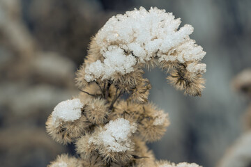 dry reeds under the snow winter