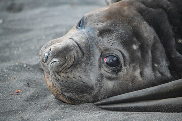 Elephant seal