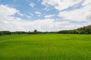 Obraz premium Selective focus nature green grass rice field agriculture in front of mountain with clear ble sky and cloud view scenery landscape background