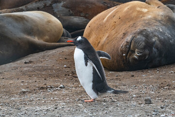 Penguin and elephant seal