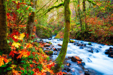 Autumn Along Bridal Veil Creek Columbia River Gorge