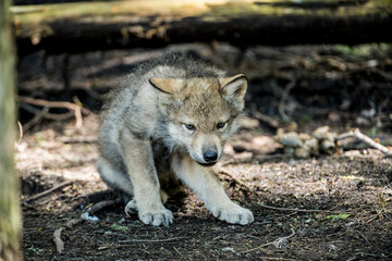 Eastern Grey Wolf Pup