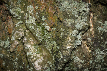 textured bark of a very old tree