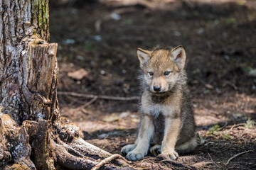 Timber Wolf Pup