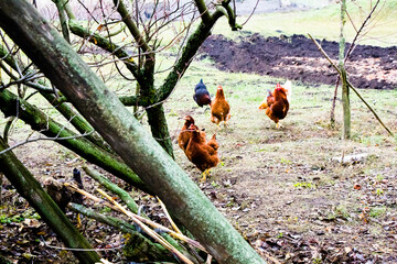 Winter walking chickens in the backyard Ukraine