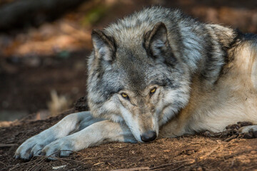 Taking a Break - Grey Wolf