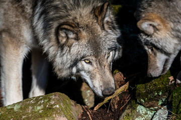 Timber Wolf 