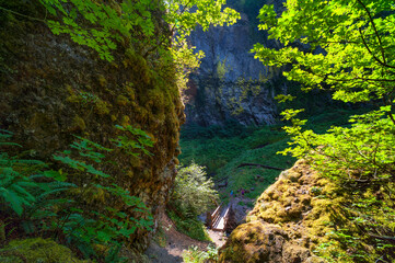 Fototapeta premium Elowah Falls Trail