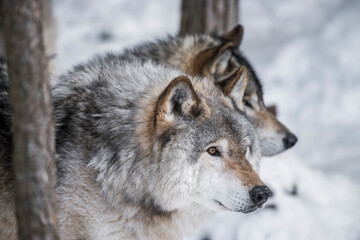 Timber Wolves In Winter