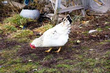 Winter walking chickens in the backyard Ukraine