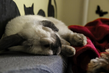 The domestic decorative rabbit of white gray color lies on the sofa bed in warmth and comfort.  Taking care of animals.