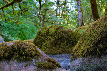 Boulders on the banks of Tanner Creek