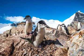 Foto op Canvas penguin on the nest © Stanislav