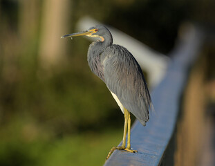 Tri-colored Heron  at the Peaceful Waters Wetlands