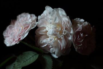Roses isolated on black background, dark moody floral composition in baroque artistic rembrandt lighting style, fine art design