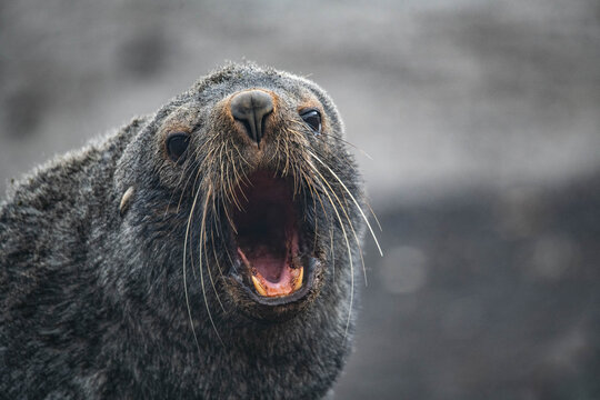 Sea Lion Portrait