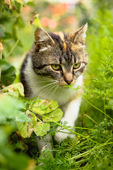 Colorful feline beast tries to jump over the twigs of the blackberry that stab it with its needles. Kitten has a focused expression. Beskydy mountains, Czech wilderness