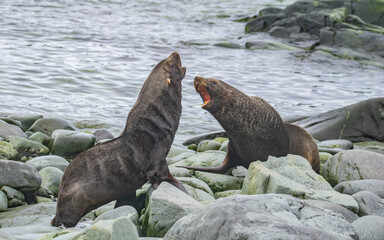sea lion on the rocks