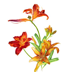 Botanical watercolor illustration of red and yellow lily bouquet isolated on white background