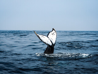 Fototapeta premium humpback whale pacific british columbia vancouver island canada
