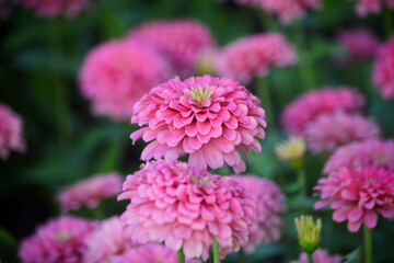   Beautiful flowers on beautiful blurred background Delicate floral background, soft focus selection.