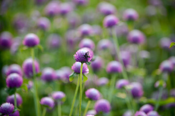   Beautiful flowers on beautiful blurred background Delicate floral background, soft focus selection.