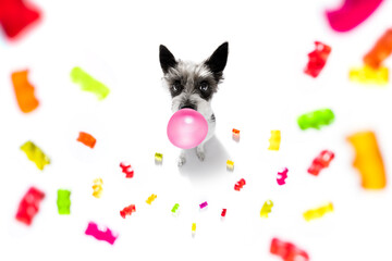 Fototapeta na wymiar poodle dog eating sweet candies