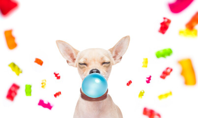 dog eating sweet candies or chewing bubble gum