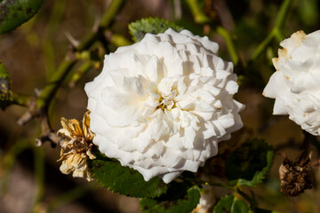 White roses which are lush and dry together