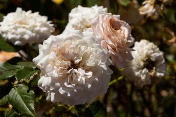 White roses which are lush and dry together