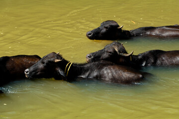 Buffalos bathing in a small stream in sun light