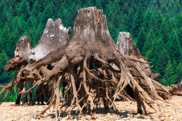 Remnants of trees along shoreline