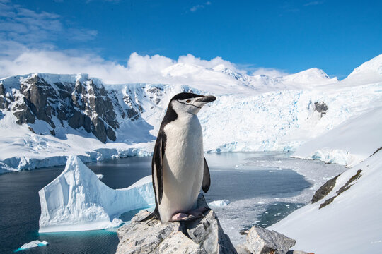 Cute Penguins