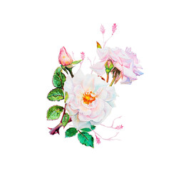 Botanical watercolor illustration of white roses bouquet isolated on white background