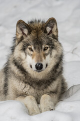 Gray Wolf In Winter