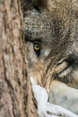 Timber Wolf Portrait