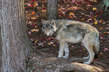 Eastern Timber Wolf