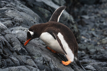 cute penguin